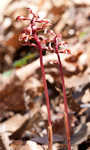 Spring coralroot